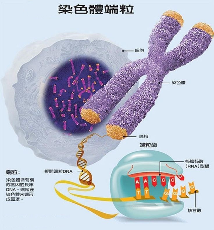 上图：染色体端粒（Telomere）和端粒酶（Telomerase）。人体的每个器官都由许多细胞组成，每个细胞的寿命都是有限的，必须分裂产生新的细胞来补充已死的细胞。当没有足够的新细胞补充已死的细胞时，器官就会逐渐衰竭，最终导致死亡。因此，单个细胞的寿命和细胞分裂的次数决定了人类的平均寿命。 1、人体单个细胞的寿命是有限的：细胞在生命过程中，DNA遗传物质的损伤和代谢过程中的废物积累到一定程度，会导致细胞的正常功能受损。这时为了防止发生癌变，细胞会自动启动被称为细胞凋亡（Apoptosis）的「程序性死亡（Programmed Cell Death）」。在大洪水之前，没有那么多污染和宇宙射线，单个细胞的寿命会比较长。 2、细胞分裂次数是有限的：端粒（Telomere）是染色体末端的DNA重复碱基对，作用是保持染色体的完整性和控制细胞分裂周期，作用相当于鞋带两端的「帽子」。 细胞每分裂一次，DNA就要复制一次，端粒就会缩短一点。一旦端粒消耗殆尽，细胞将会启动凋亡机制。端粒酶（Telomerase）可以把端粒修复延长，让端粒不会因细胞分裂而损耗，增加细胞分裂复制的次数。但在正常人体细胞中，端粒酶的活性受到相当严密的调控，只有在造血细胞、干细胞和生殖细胞中才具有活性。在大洪水之前，神只要控制端粒的长度或端粒酶的活性，就可以延长人的寿命。 3、人并不能通过激活端粒酶来达到长寿，因为端粒酶过多会导致癌症，癌细胞就是不会停止分裂的细胞；端粒酶太少会降低人体正常的再生能力，同样会导致癌症。只有神有能力精心调控端粒酶，掌管人的寿命。 4、正如正常功能受损的细胞会自动启动「程序性死亡」，以免成为不死的癌细胞，影响整个人体的生存。被罪污染的人也会启动「程序性死亡」，以免「恶人活千年」，整个神的创造被败坏，因此「死又是从罪来的」（罗五12）。