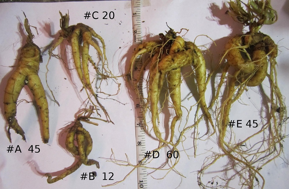 上图：风茄（Mandrake）是一种多年生茄参属植物，根部像人，产于地中海周围地区，在收割小麦时成熟。在中东文化中认为它有帮助受孕的作用。