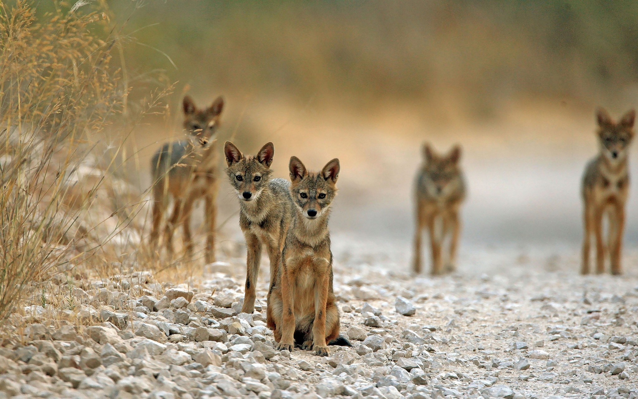 上图：一群金豺坐在耶路撒冷附近的路上。以色列的金豺（Golden Jackal）很多，学名亚洲胡狼（Canis aureus），是杂食动物，2018年的统计数据有2000多只。金豺是一夫一妻制，尚未找到配偶的成年金豺会留在父母身边帮忙照顾弟弟妹妹。