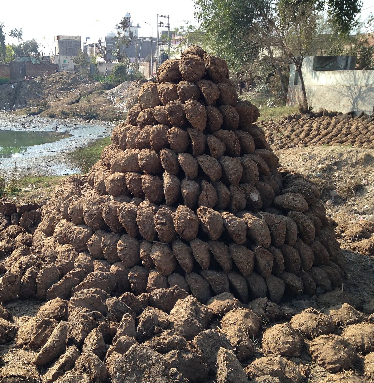 上图：印度的粪饼（dung cakes）堆。干燥的动物粪便可以作为燃料，在许多国家使用，可以缓解对木材资源的压力。